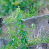 吾輩は猫である、ニャー # 546