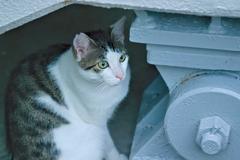 吾輩は猫である、ニャー # 529