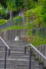 吾輩は猫である、ニャー # 742