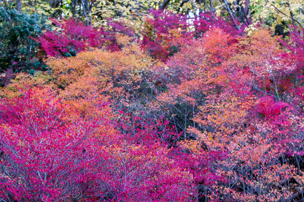 ドウダンツツジ　②