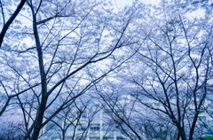 近所の桜　⑩