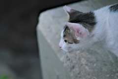 吾輩は猫である、ニャー # 534