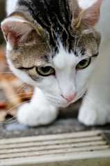 吾輩は猫である、ニャー # 318