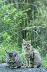 吾輩は猫である、ニャー # 236