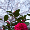 桜と椿