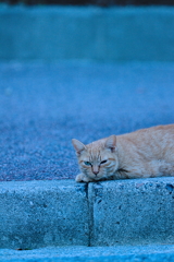 吾輩は猫である、ニャー # 598