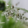 雨上がり