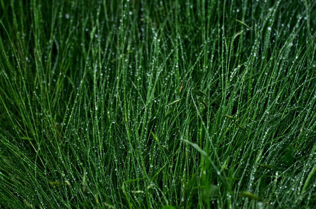 雨上がりの草花