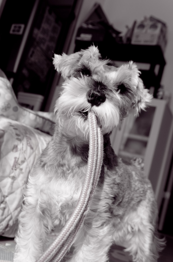 愛犬