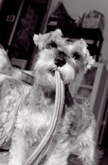 愛犬