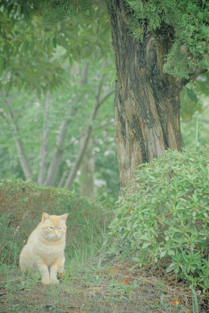 吾輩は猫である、ニャー # 1074
