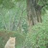 吾輩は猫である、ニャー # 1074