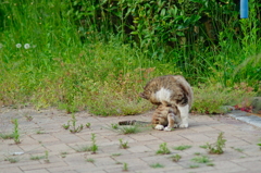 吾輩は猫である、ニャー # 709