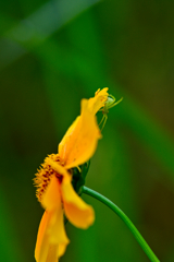 オオキンケイギク