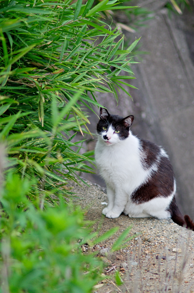 吾輩は猫である、ニャー # 799