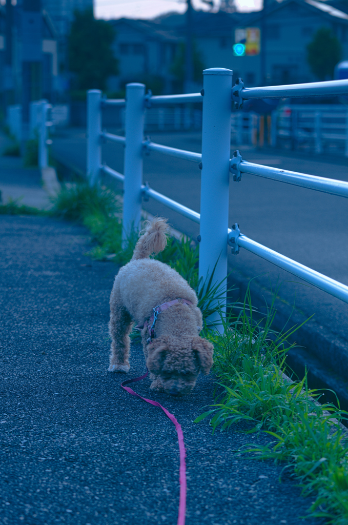 my pretty dog Ⅱ # 375