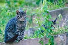 吾輩は猫である、ニャー # 545