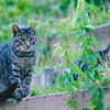 吾輩は猫である、ニャー # 545