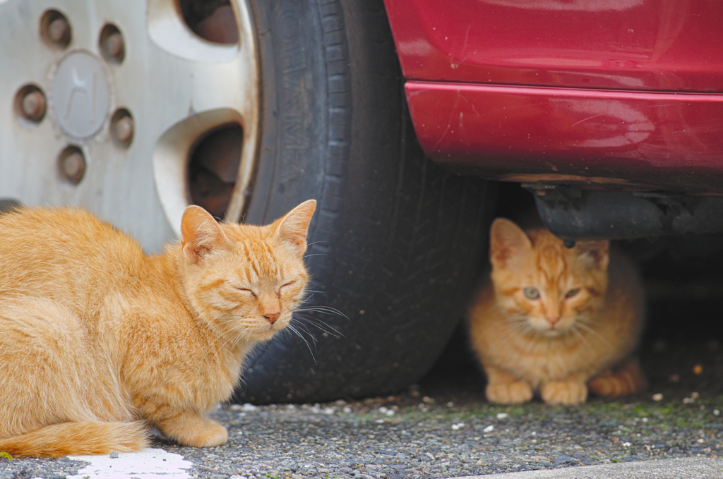 吾輩は猫である、ニャー # 368