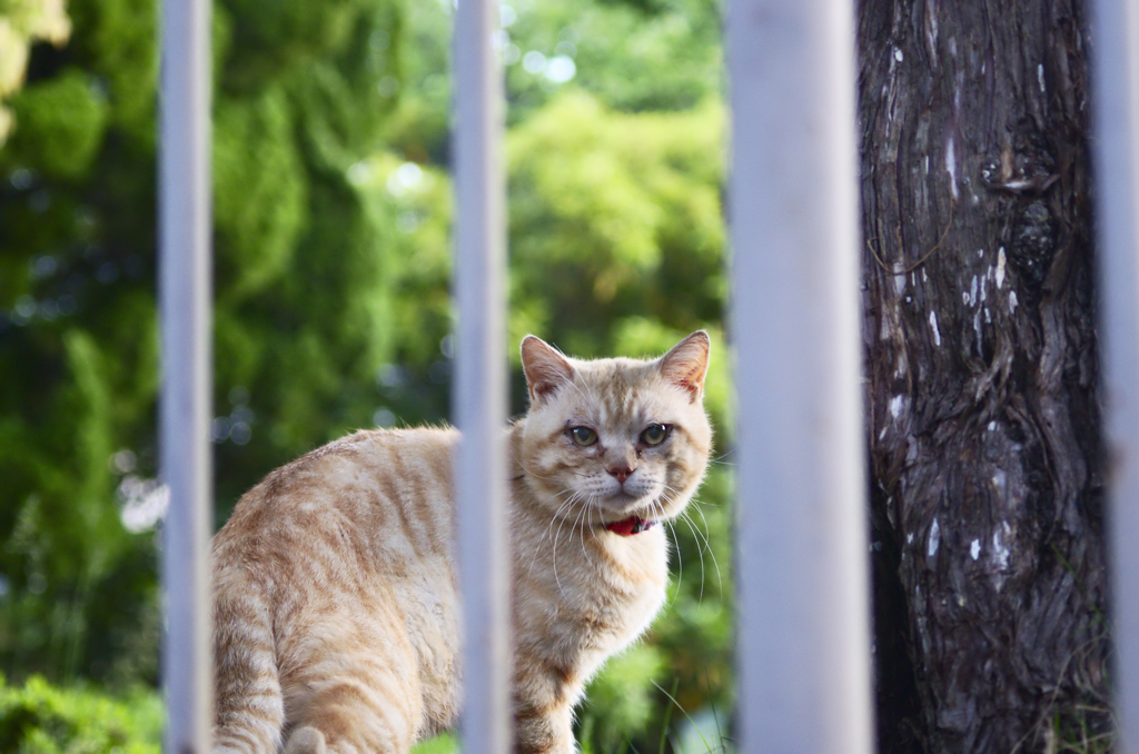 吾輩は猫である、ニャー # 161