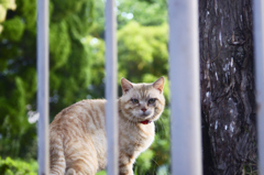 吾輩は猫である、ニャー # 161