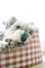 my pretty dog # 87