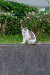 吾輩は猫である、ニャー # 462
