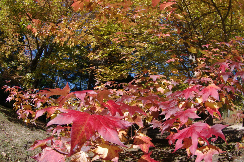 初秋の紅葉