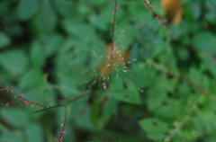 秋の草花 秋の草花