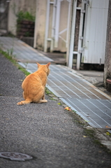 吾輩は猫である、ニャー # 892