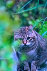 吾輩は猫である、ニャー # 89