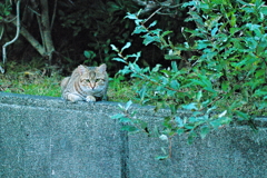 吾輩は猫である、ニャー # 590