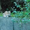 吾輩は猫である、ニャー # 590