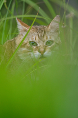 吾輩は猫である、ニャー # 308