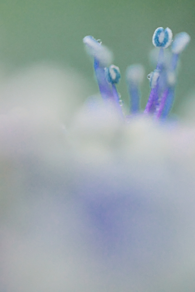 紫陽花