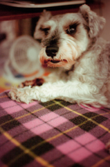 my pretty dog # 14