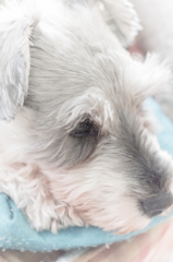 my pretty dog # 65