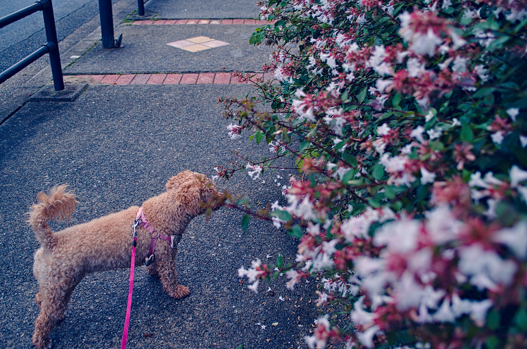 my pretty dog Ⅱ # 368