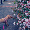 my pretty dog Ⅱ # 368