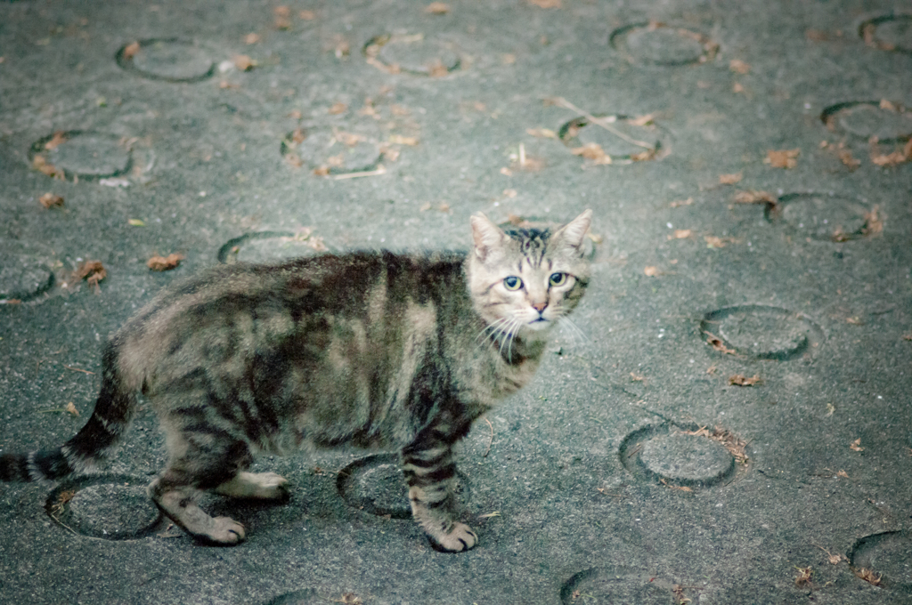 吾輩は猫である、ニャー # 13