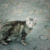 吾輩は猫である、ニャー # 13
