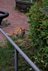 吾輩は猫である、ニャー # 1034