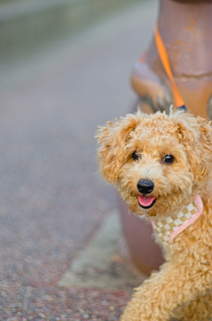 my pretty dog Ⅱ # 138