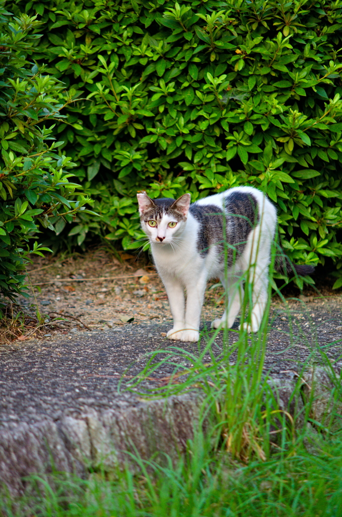 吾輩は猫である、ニャー # 838
