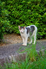 吾輩は猫である、ニャー # 838