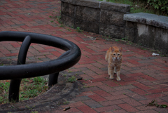 吾輩は猫である、ニャー # 1033