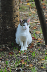 吾輩は猫である、ニャー # 441