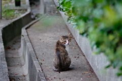 吾輩は猫である、ニャー # 783