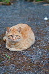 吾輩は猫である、ニャー # 788
