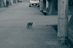 吾輩は猫である、ニャー # 494